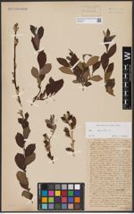 Foto von Salix aurita L.